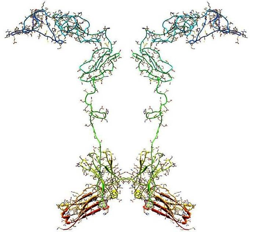 Etanercept 185243-69-0
